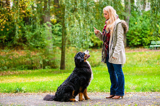 Obedience Training for Dogs: From Basic Manners to Advanced Skills