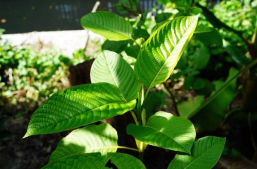 Boost Your Energy with the Best White Borneo Kratom Products