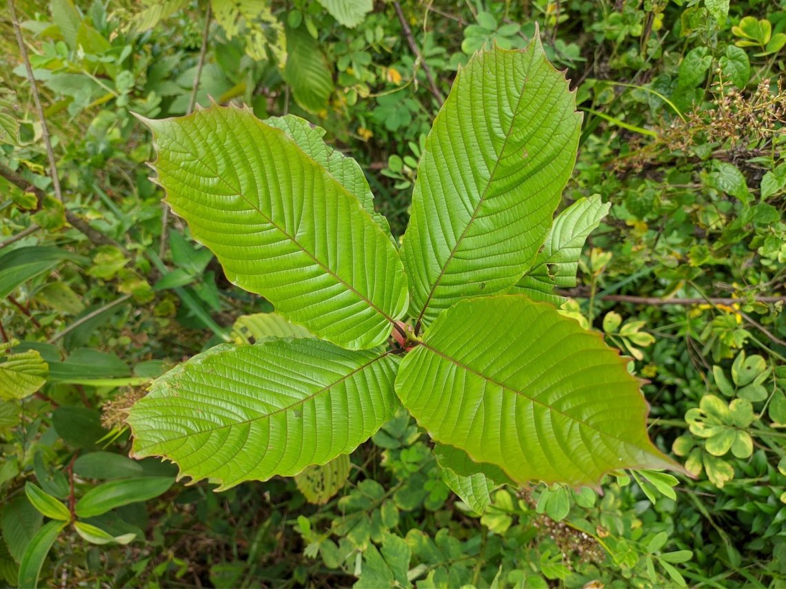 Is Kratom Tea Right for You? A Beginner's Guide